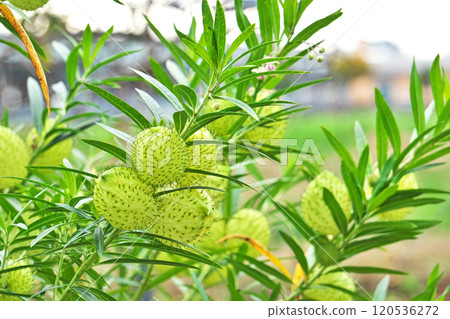 Green balloon plant fruits (autumn, November) 120536272