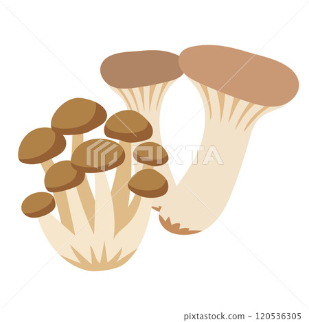 Mushrooms, vegetables, shimeji mushrooms, king oyster mushrooms 120536305