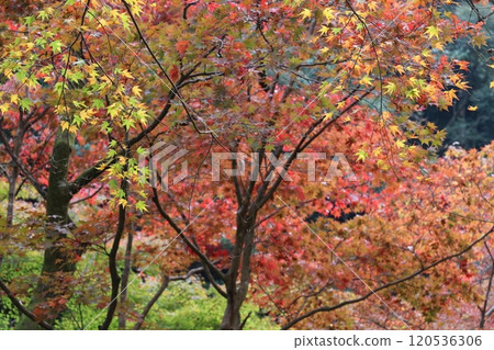 秋天的樹葉 120536306