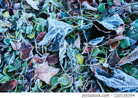 Frosted dead leaves Frosted dead leaves 120536394