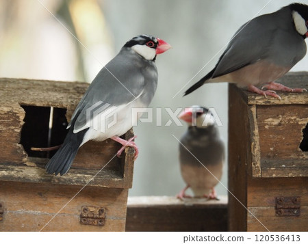 爪哇禾雀 爪哇禾雀 120536413