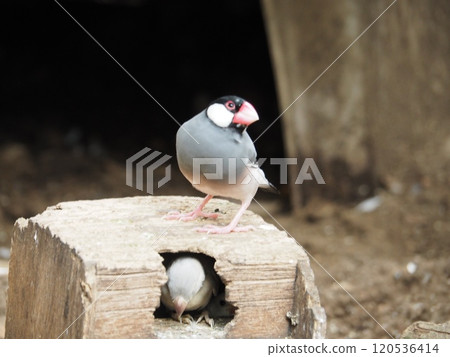 爪哇禾雀 爪哇禾雀 120536414