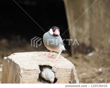 爪哇禾雀 120536416