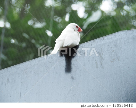 爪哇禾雀 120536418