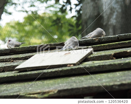 Sentencebird Sentencebird 120536420