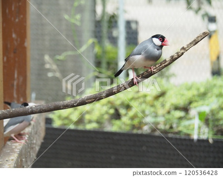 Sentencebird 120536428