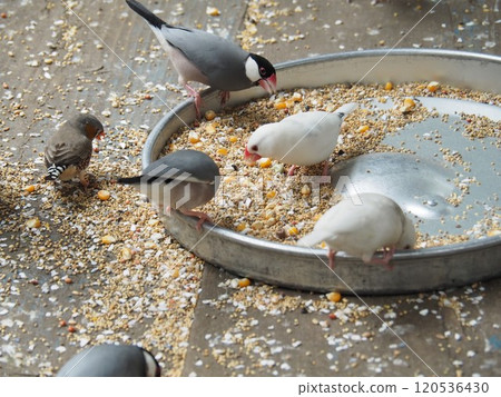 爪哇禾雀 爪哇禾雀 120536430