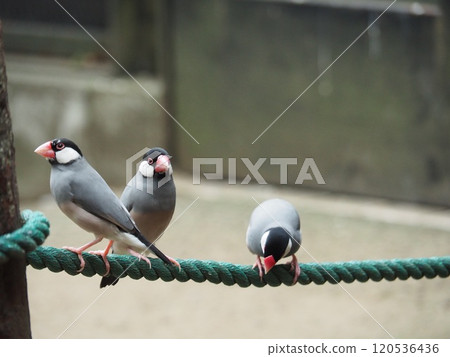 爪哇禾雀 爪哇禾雀 120536436