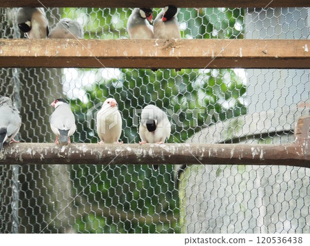 爪哇禾雀 爪哇禾雀 120536438