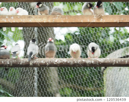 爪哇禾雀 爪哇禾雀 120536439