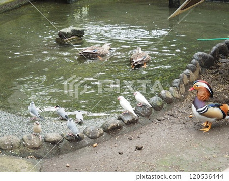 爪哇禾雀 爪哇禾雀 120536444