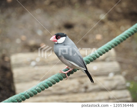 Sentencebird Sentencebird 120536446