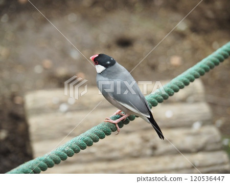 Sentencebird 120536447