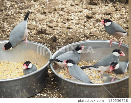 爪哇禾雀 爪哇禾雀 120536728