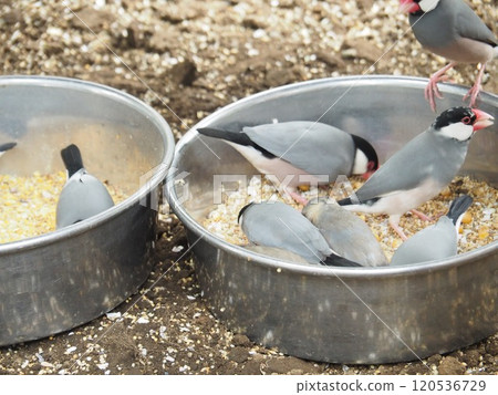 Sentencebird 120536729