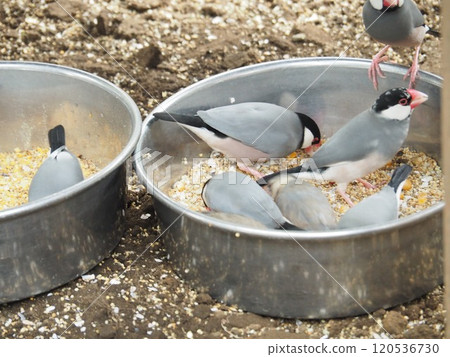 爪哇禾雀 爪哇禾雀 120536730