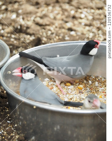 爪哇禾雀 爪哇禾雀 120536732