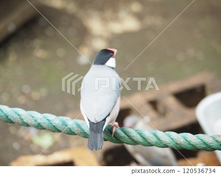 爪哇禾雀 爪哇禾雀 120536734