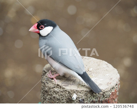 爪哇禾雀 爪哇禾雀 120536748