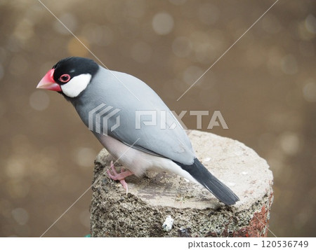 爪哇禾雀 爪哇禾雀 120536749