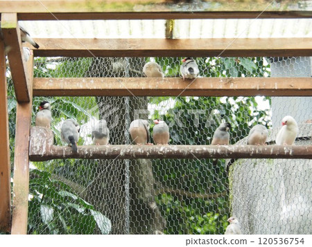 爪哇禾雀 爪哇禾雀 120536754