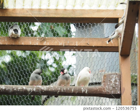 爪哇禾雀 120536755