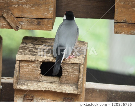 爪哇禾雀 120536756