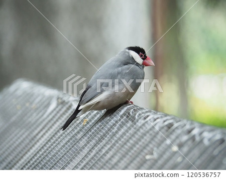 Sentencebird Sentencebird 120536757