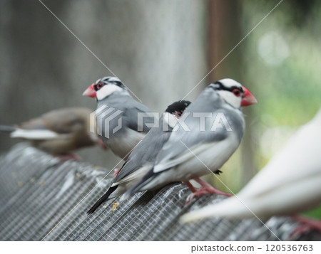 爪哇禾雀 120536763