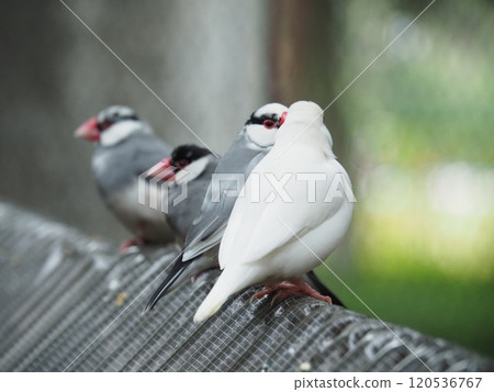 爪哇禾雀 爪哇禾雀 120536767