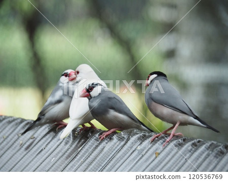 爪哇禾雀 爪哇禾雀 120536769