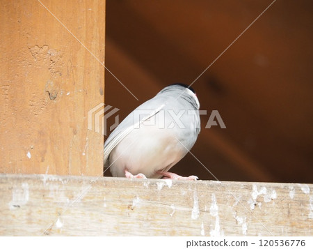 爪哇禾雀 120536776