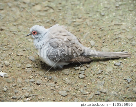  pigeon 120536996