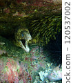 Moray and Striped Eel 120537002