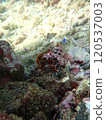 Sea urchin to hide 120537003