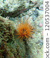 Orange sea anemone 120537004