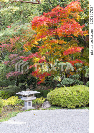 Autumn leaves in a Japanese garden in Sendai, Miyagi Prefecture 120537024