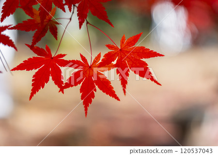 宮城縣仙台市日本庭園的秋葉 120537043