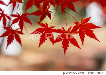 Autumn leaves in a Japanese garden in Sendai, Miyagi Prefecture 120537044