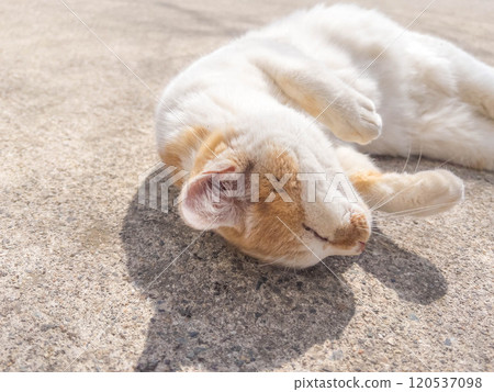 A kitty dozing in the spring sunshine ~ Basking in the sun ~ A kitty dozing in the spring sunshine ~ Basking in the sun ~ 120537098