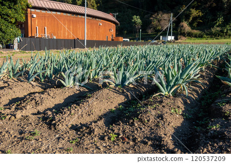Shimonita Roadside Station, Shimonita Leek Field, Shimonita Town, Gunma Prefecture 120537209