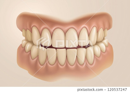 A detailed illustration of clean, aligned teeth and gums with realistic shading and anatomy 120537247