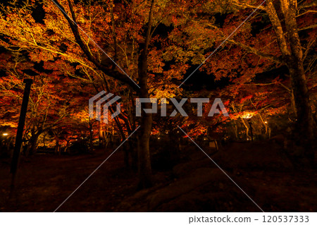 Illuminated autumn leaves at Iwayado Park Illuminated autumn leaves at Iwayado Park 120537333