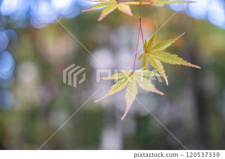 Late autumn Japanese garden: Autumn leaves Late autumn Japanese garden: Autumn leaves 120537339