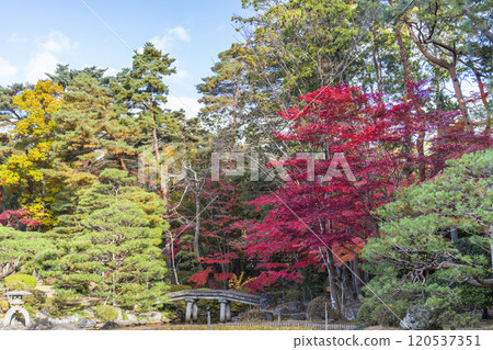 Late autumn Japanese garden: Autumn leaves Late autumn Japanese garden: Autumn leaves 120537351