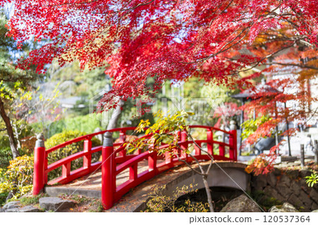 Late autumn Japanese garden: Autumn leaves Late autumn Japanese garden: Autumn leaves 120537364
