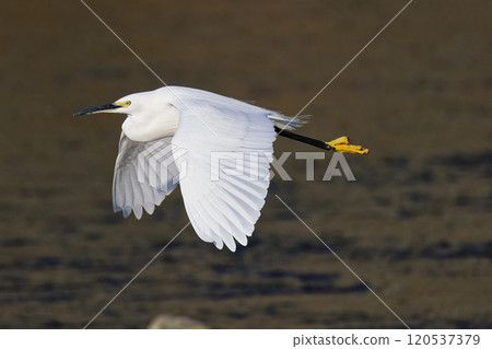 Little Egret flying over the water 120537379