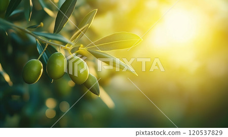 A cluster of green olives on a delicate branch, bathed in bright sunlight with a blurred background 120537829
