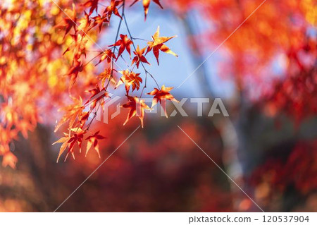 秋天的天守閣自然公園，秋葉，宮城縣仙台市 120537904