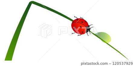 Ladybug on a green blade of grass with a drop of water. Ladybug on a green blade of grass with a drop of water. 120537929